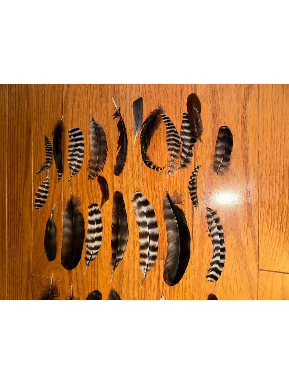 50+ Various Chicken Tail Feathers 1"- 7" Cruelty-Free USA